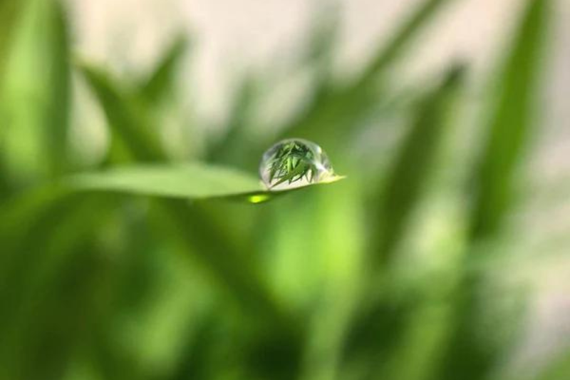 Notre Sélection Des Plus Belles Photos Macro Prises Sur Smartphone