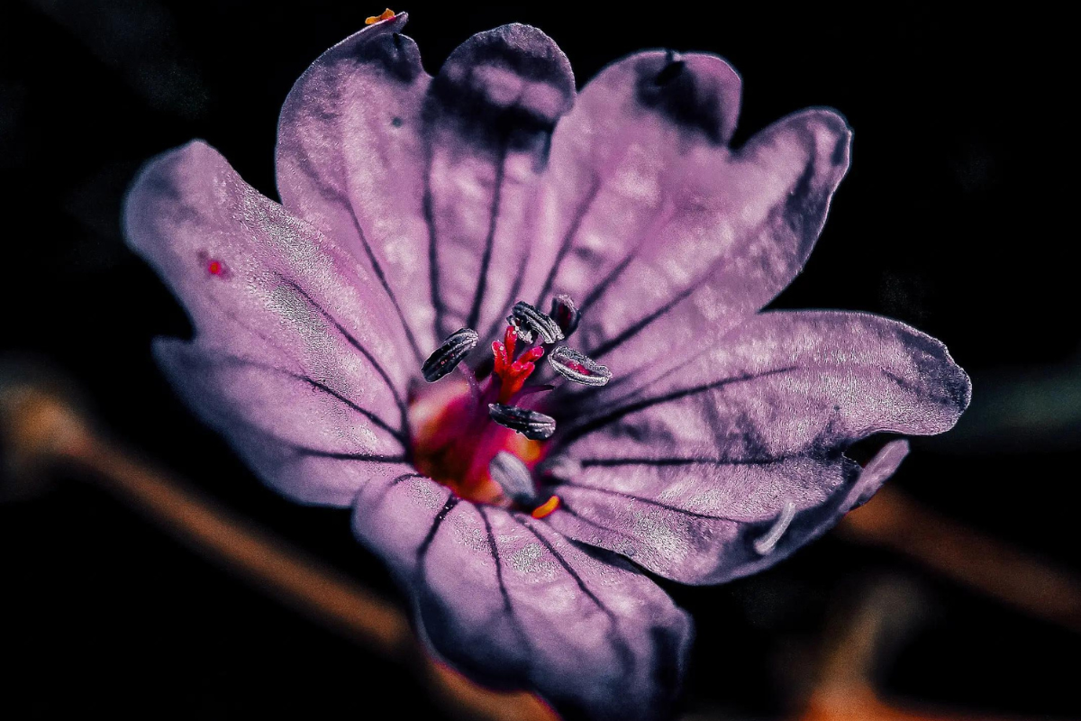 Comment photographier les fleurs avec un objectif macro ?